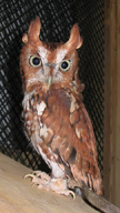 screechowl