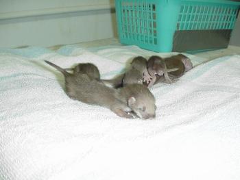 Baby Weasels