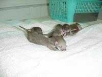 Infant Weasels