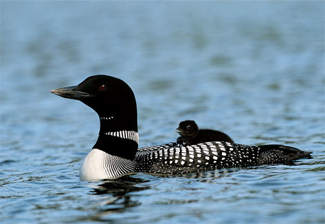 Loon