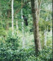 Guan in shade-tree