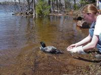 Loon release