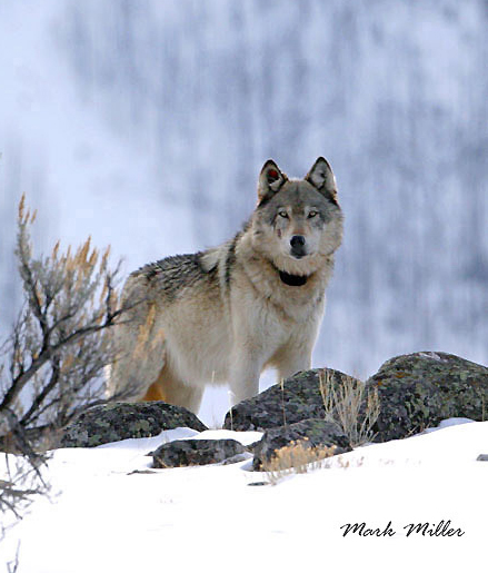 wolf